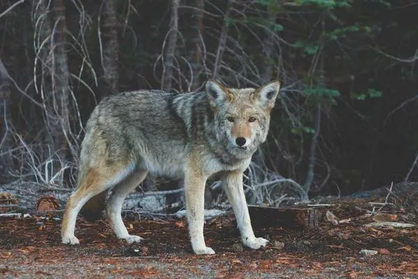 A wolf in the woods